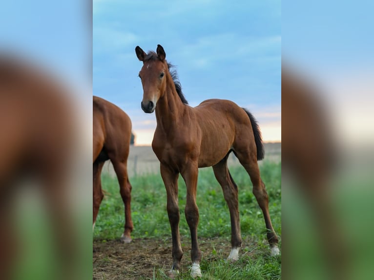 Cheval de sport allemand Hongre 2 Ans Bai brun in Postmünster