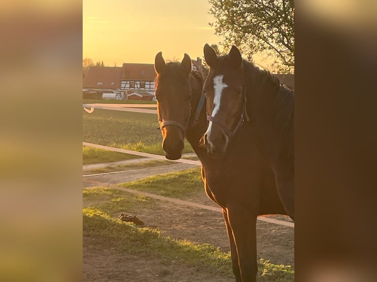 Cheval de sport allemand Hongre 2 Ans Bai in Altenburg