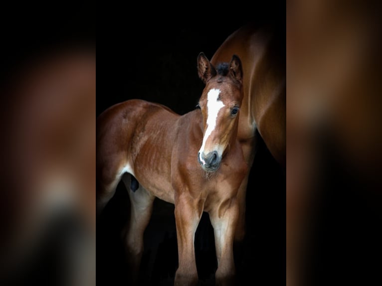 Cheval de sport allemand Hongre 2 Ans Bai in Altenburg