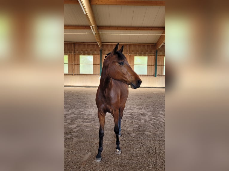 Cheval de sport allemand Hongre 2 Ans Bai in Lauda-Königshofen