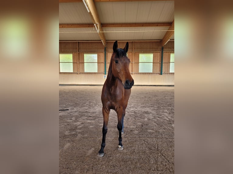 Cheval de sport allemand Hongre 2 Ans Bai in Lauda-Königshofen