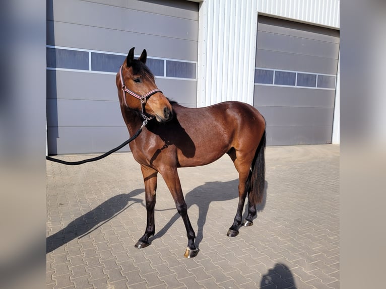 Cheval de sport allemand Hongre 2 Ans Bai in Lauda-Königshofen