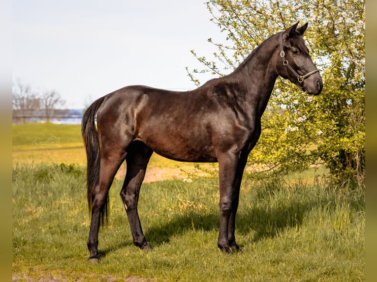 Cheval de sport allemand Hongre 3 Ans 155 cm Noir in Bayreuth