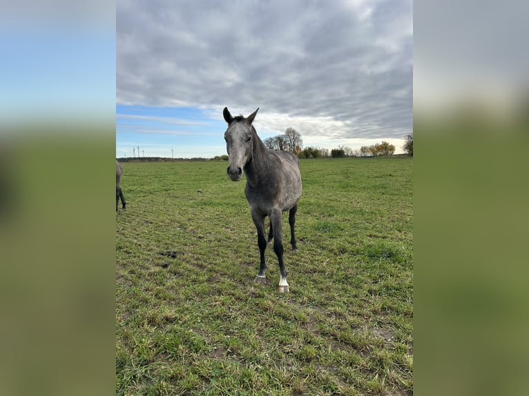 Cheval de sport allemand Hongre 3 Ans 156 cm Gris in Ladeburg