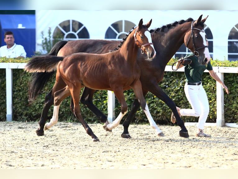 Cheval de sport allemand Hongre 3 Ans 160 cm Bai brun in Lebach