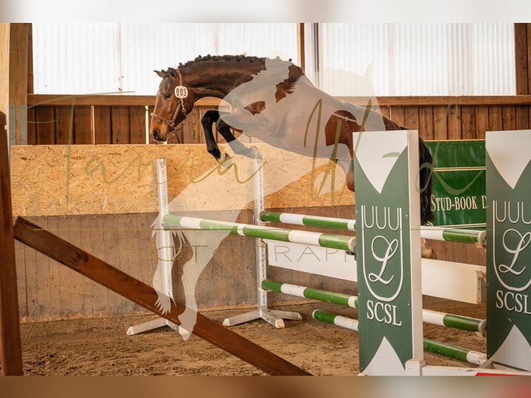 Cheval de sport allemand Hongre 3 Ans 160 cm Bai in Septfontaines