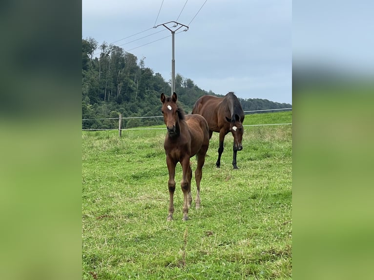 Cheval de sport allemand Hongre 3 Ans 160 cm Bai in Septfontaines