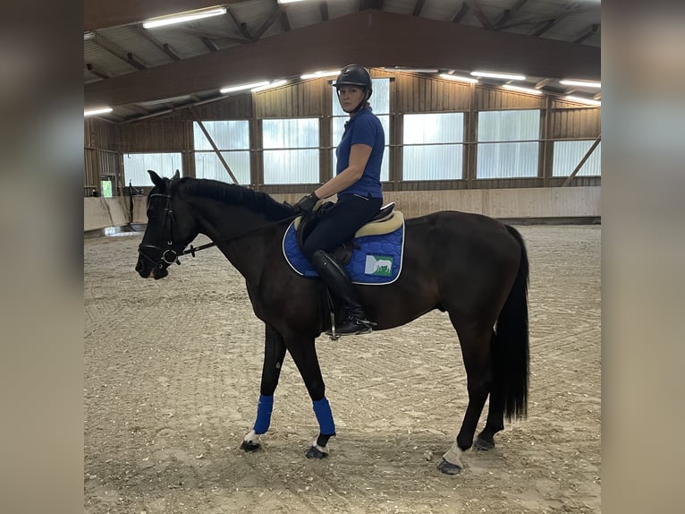 Cheval de sport allemand Hongre 3 Ans 161 cm Bai brun foncé in Pfaffenhofen