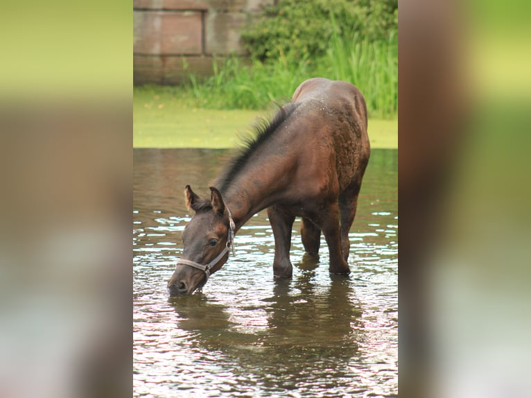 Cheval de sport allemand Hongre 3 Ans 161 cm Bai brun foncé in Schwanewede