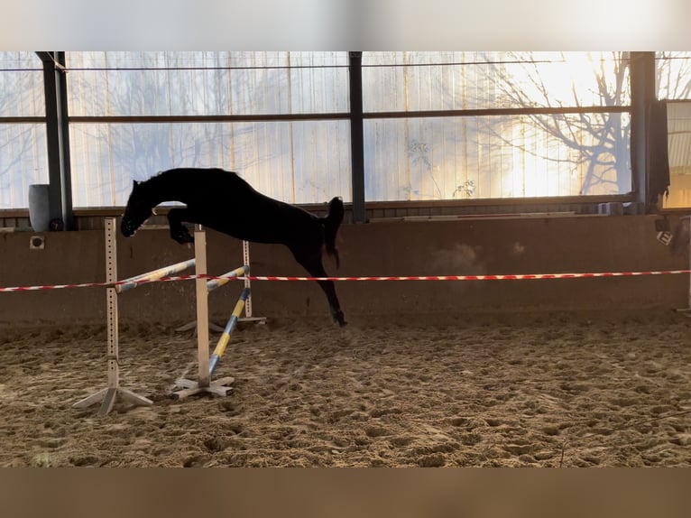 Cheval de sport allemand Hongre 3 Ans 161 cm Bai brun foncé in Schwanewede