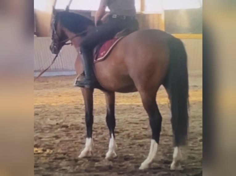 Cheval de sport allemand Hongre 3 Ans 161 cm Bai in Straubenhardt