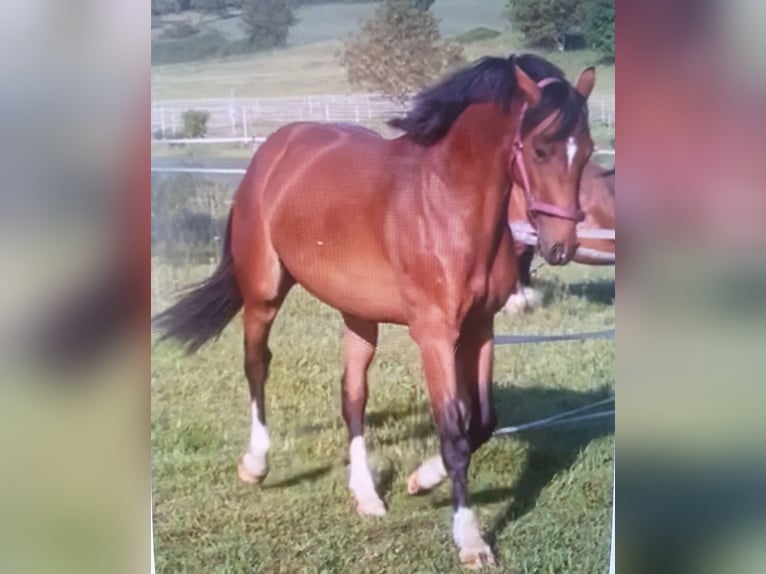 Cheval de sport allemand Hongre 3 Ans 161 cm Bai in Straubenhardt