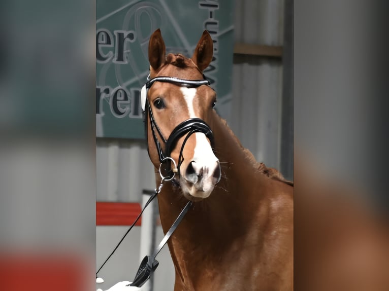 Cheval de sport allemand Hongre 3 Ans 162 cm Alezan brûlé in Korbußen