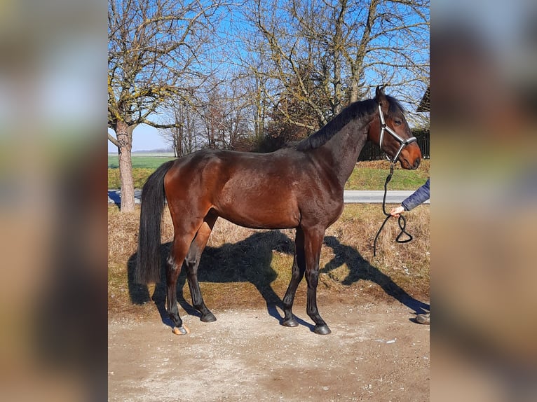 Cheval de sport allemand Hongre 3 Ans 162 cm Bai brun foncé in Ilmtal-Weinstraße