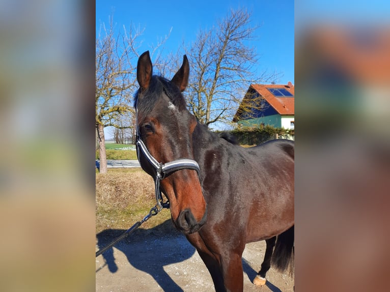 Cheval de sport allemand Hongre 3 Ans 162 cm Bai brun foncé in Ilmtal-Weinstraße