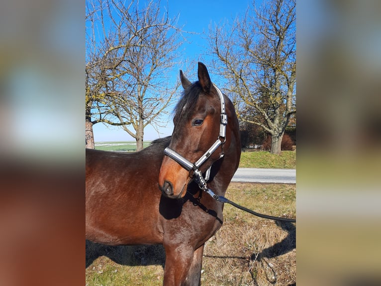 Cheval de sport allemand Hongre 3 Ans 162 cm Bai brun foncé in Ilmtal-Weinstraße