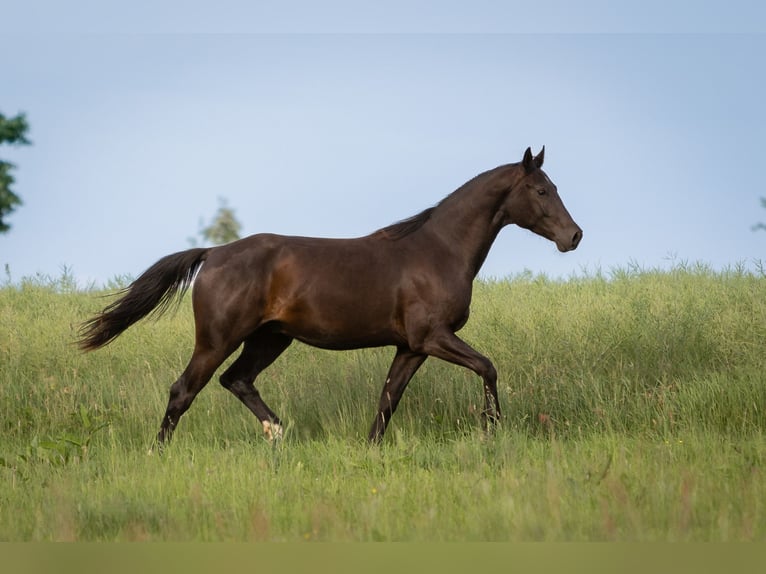 Cheval de sport allemand Hongre 3 Ans 162 cm Bai brun foncé in Rosenbach/Vogtl. OT Fr&#xF6;bersgr&#xFC;n
