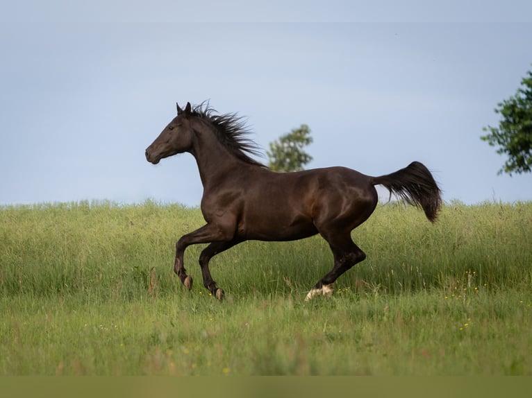 Cheval de sport allemand Hongre 3 Ans 162 cm Bai brun foncé in Rosenbach/Vogtl. OT Fr&#xF6;bersgr&#xFC;n