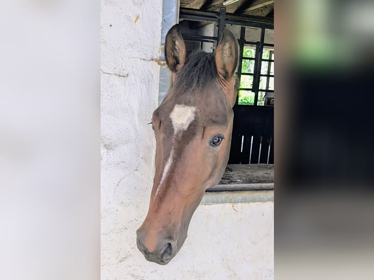 Cheval de sport allemand Hongre 3 Ans 162 cm Bai in Wunsiedel