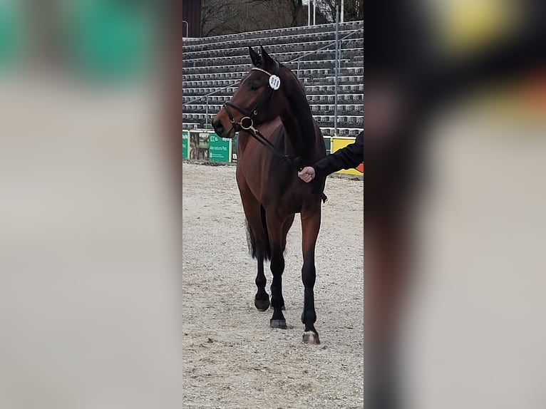 Cheval de sport allemand Hongre 3 Ans 162 cm Bai in Lauda-Königshofen