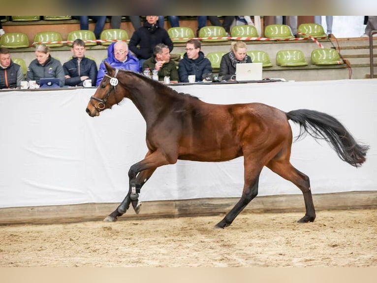 Cheval de sport allemand Hongre 3 Ans 162 cm Bai in Lauda-Königshofen