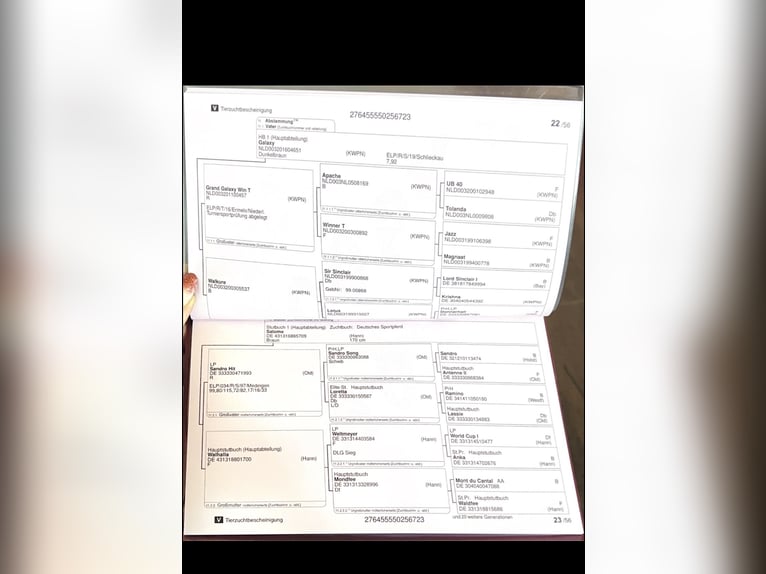 Cheval de sport allemand Hongre 3 Ans 162 cm Noir in Doberschütz