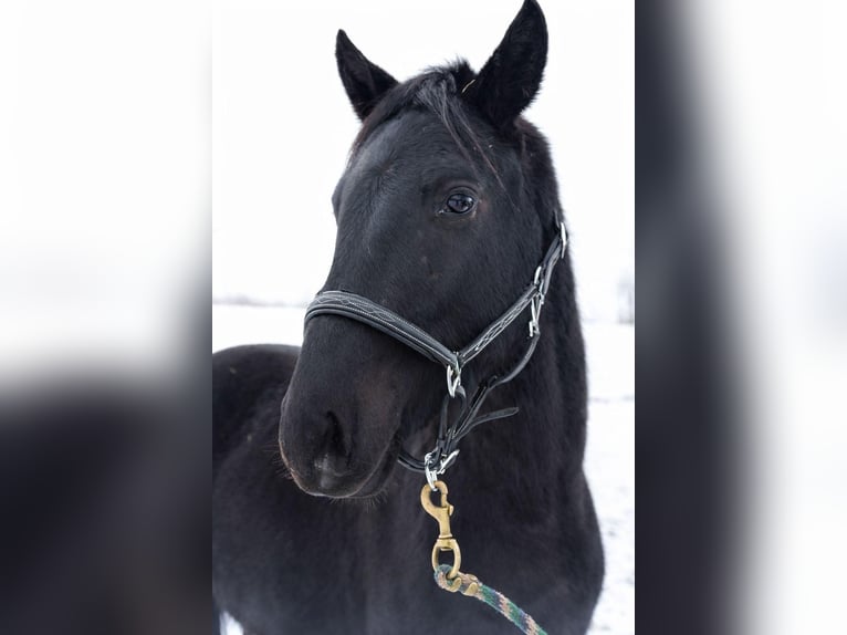 Cheval de sport allemand Hongre 3 Ans 162 cm Noir in Doberschütz