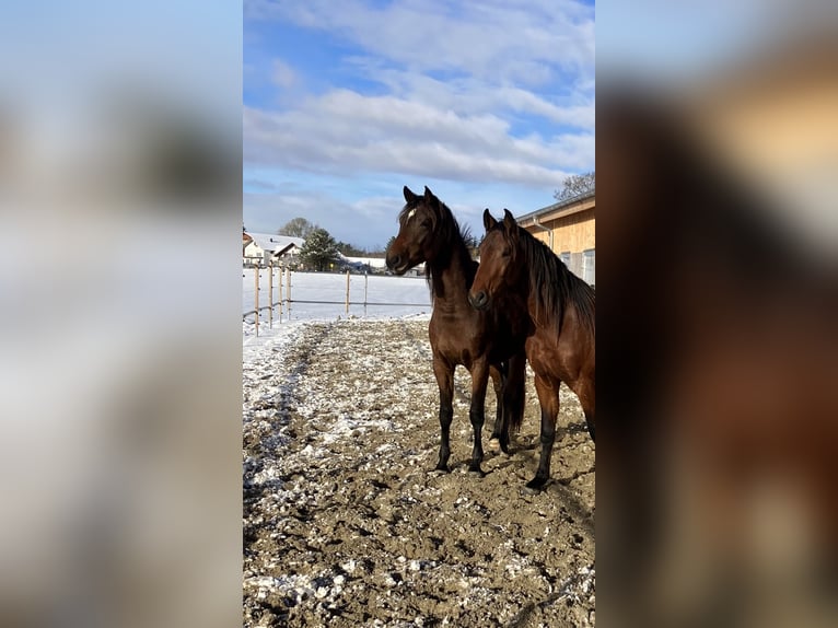 Cheval de sport allemand Hongre 3 Ans 163 cm Bai in Sigmarszell