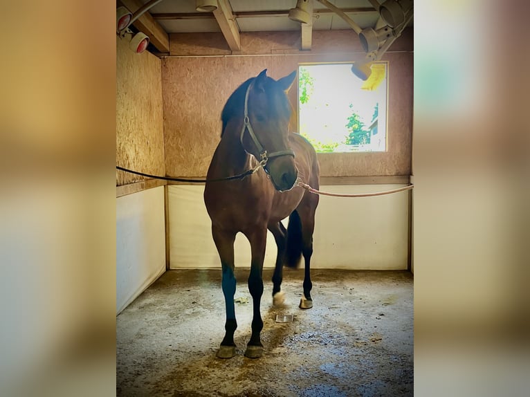 Cheval de sport allemand Hongre 3 Ans 163 cm Bai in Sigmarszell