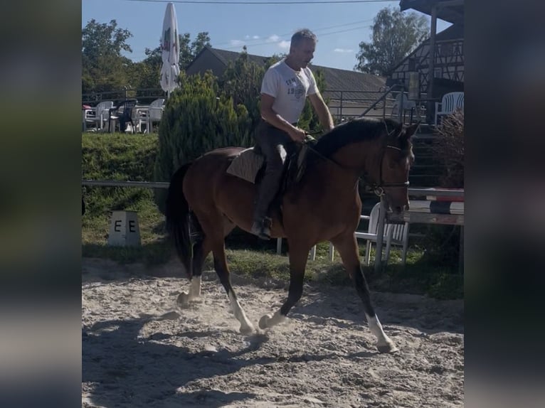 Cheval de sport allemand Hongre 3 Ans 163 cm Bai in Straubenhardt