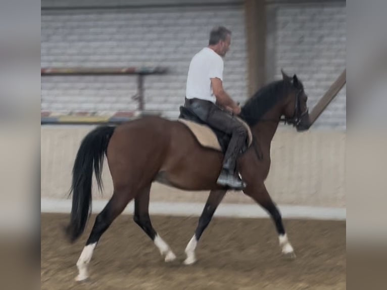 Cheval de sport allemand Hongre 3 Ans 163 cm Bai in Straubenhardt