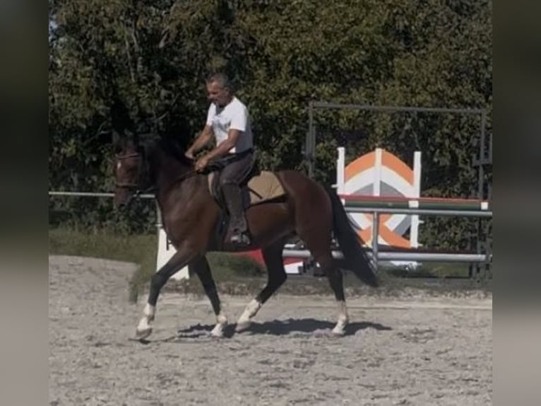 Cheval de sport allemand Hongre 3 Ans 163 cm Bai in Straubenhardt