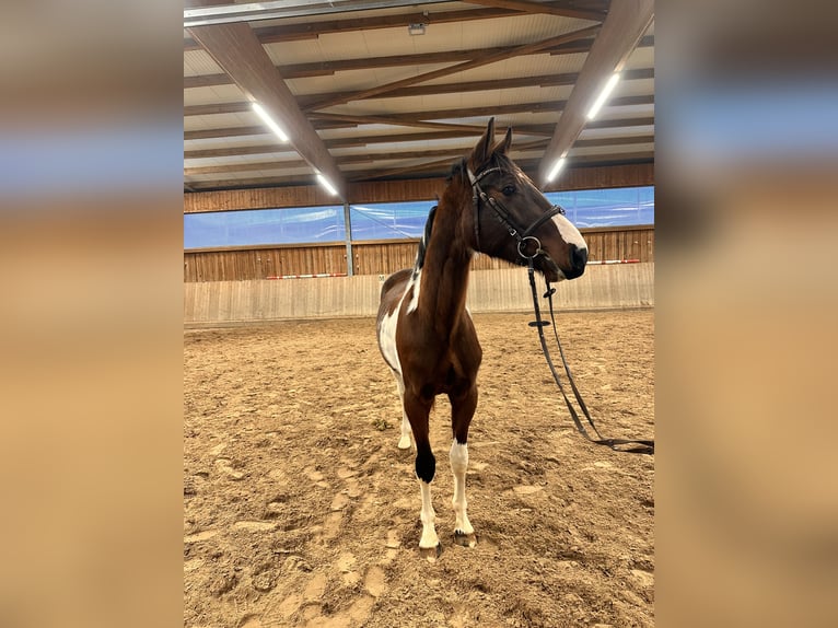 Cheval de sport allemand Hongre 3 Ans 163 cm Pinto in Leipzig