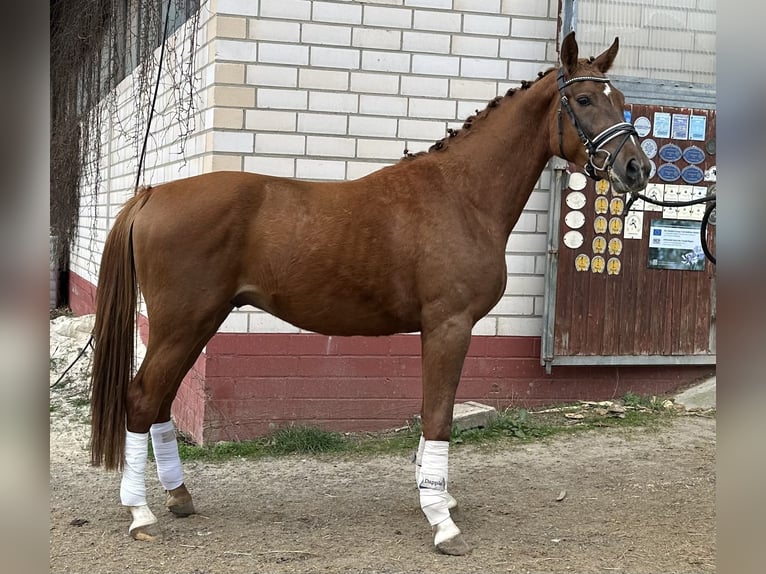 Cheval de sport allemand Hongre 3 Ans 164 cm Alezan in Heinersreuth