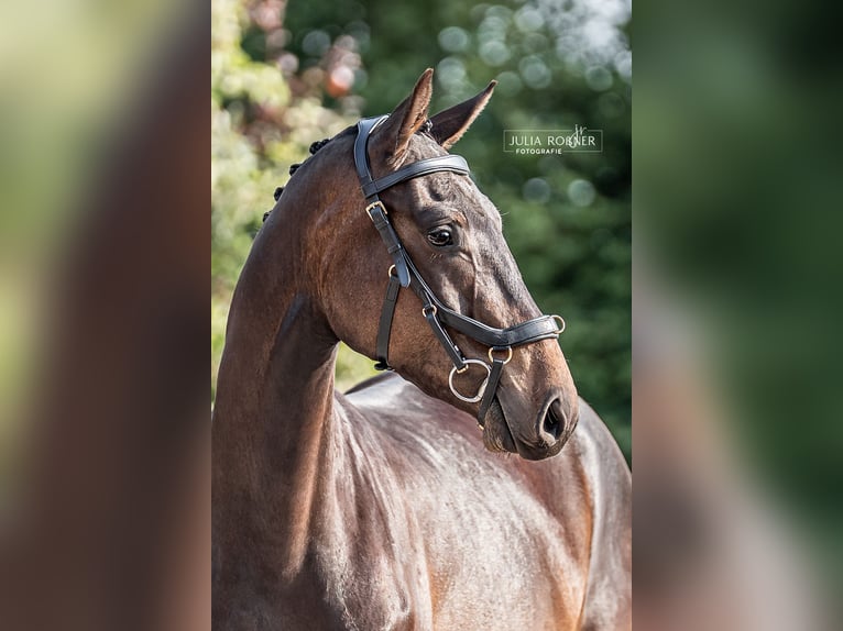 Cheval de sport allemand Hongre 3 Ans 164 cm Bai brun in Stadland