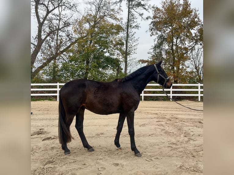 Cheval de sport allemand Hongre 3 Ans 164 cm Bai brun in Stadland