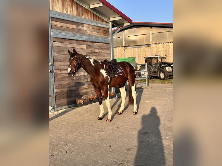 Cheval de sport allemand Hongre 3 Ans 164 cm Pinto in Leipzig