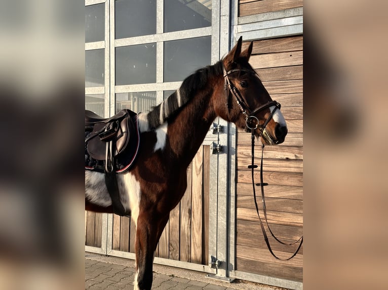Cheval de sport allemand Hongre 3 Ans 164 cm Pinto in Leipzig