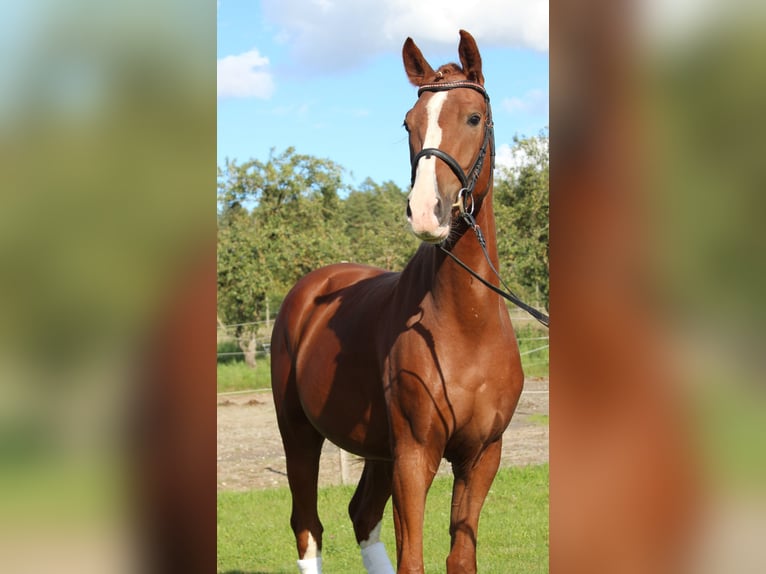 Cheval de sport allemand Hongre 3 Ans 165 cm Alezan in Sommerhausen