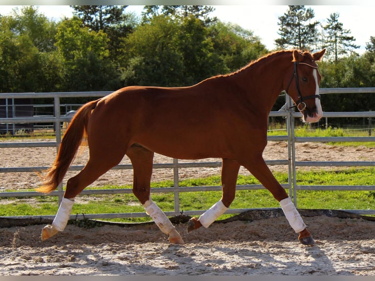 Cheval de sport allemand Hongre 3 Ans 165 cm Alezan in Sommerhausen