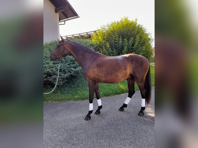 Cheval de sport allemand Hongre 3 Ans 165 cm Bai brun in Hitzendorf