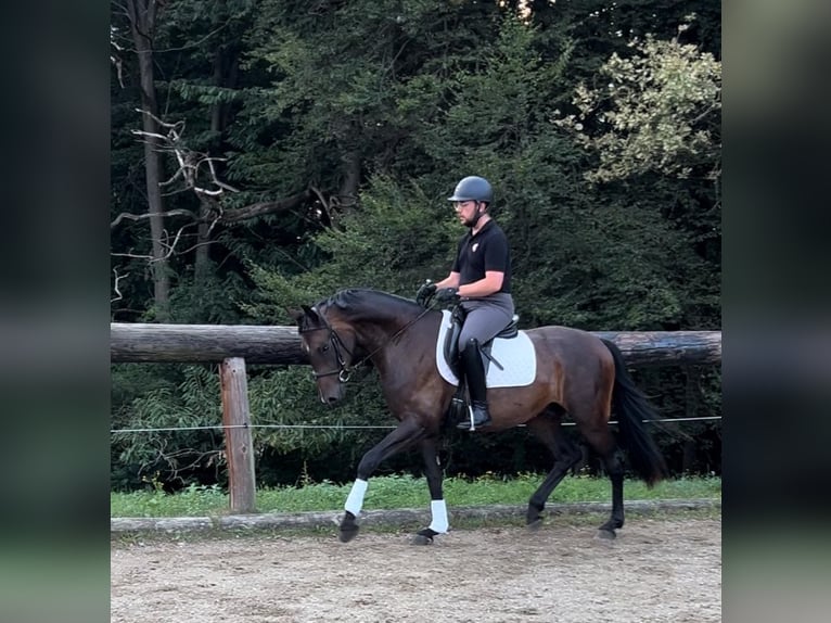 Cheval de sport allemand Hongre 3 Ans 165 cm Bai brun in Hitzendorf