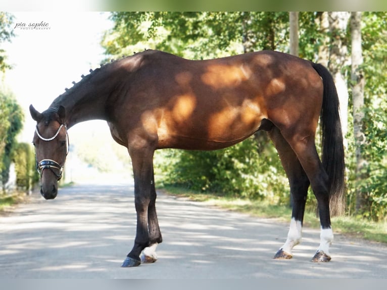 Cheval de sport allemand Hongre 3 Ans 165 cm Bai brun in Illertissen