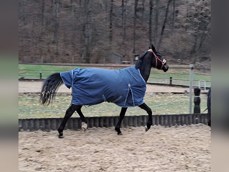Cheval de sport allemand Hongre 3 Ans 165 cm Bai brun foncé in Kurtscheid