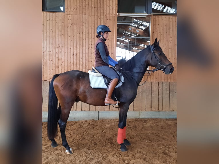 Cheval de sport allemand Hongre 3 Ans 165 cm Bai brun foncé in Ilmtal-Weinstra&#xDF;e
