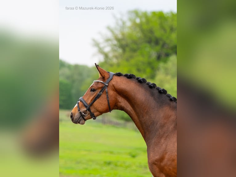 Cheval de sport allemand Hongre 3 Ans 165 cm Bai cerise in Świdnica
