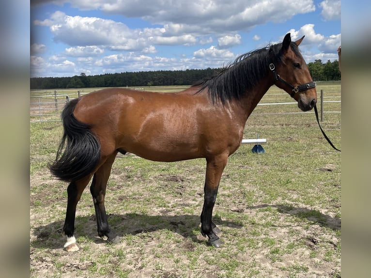 Cheval de sport allemand Croisé Hongre 3 Ans 165 cm Bai in L&#xF6;wenberger Land