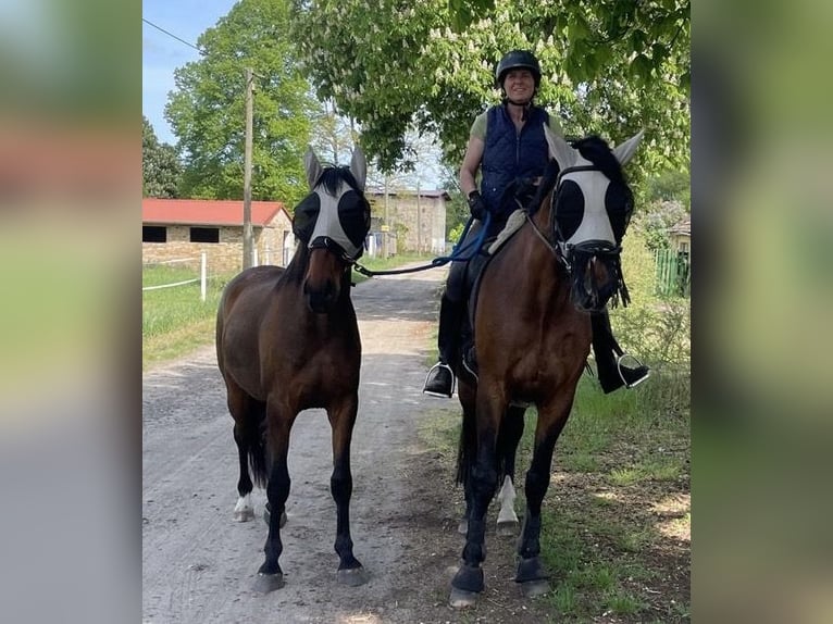 Cheval de sport allemand Croisé Hongre 3 Ans 165 cm Bai in L&#xF6;wenberger Land