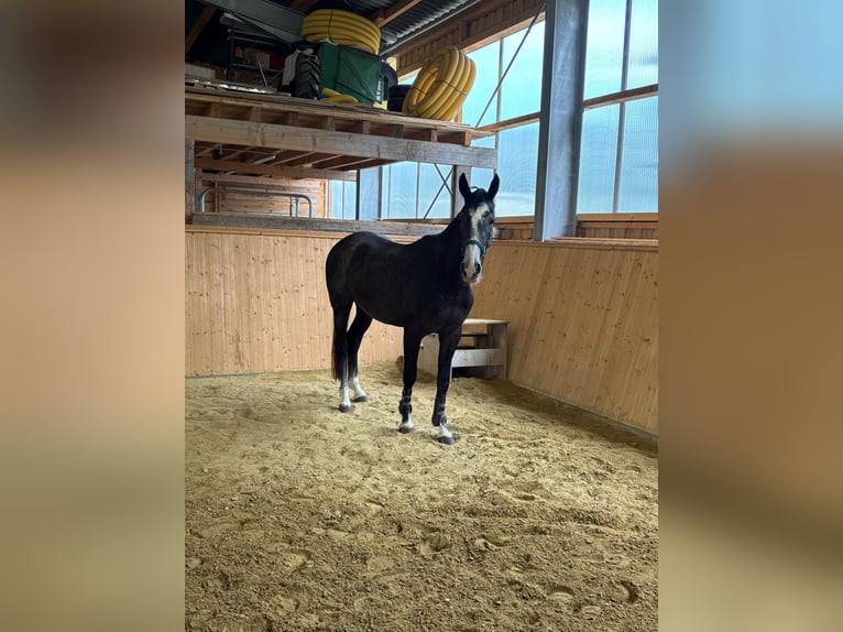 Cheval de sport allemand Hongre 3 Ans 165 cm Peut devenir gris in Heretsried