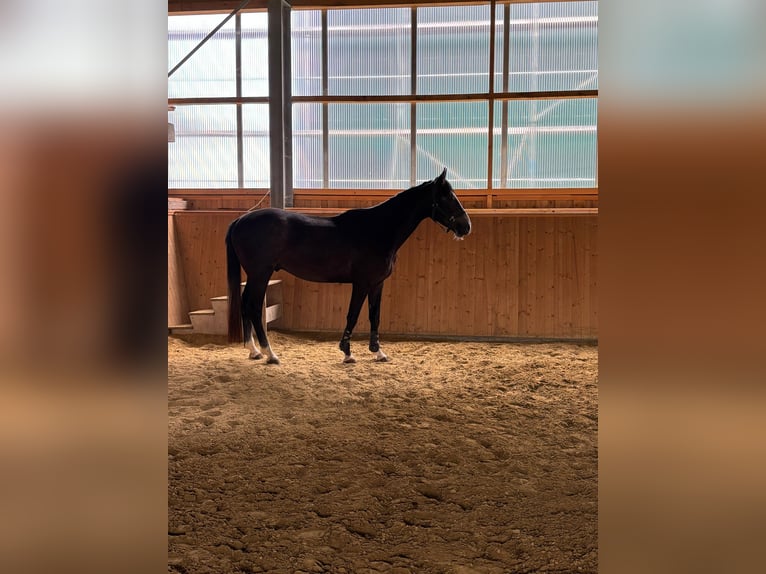 Cheval de sport allemand Hongre 3 Ans 165 cm Peut devenir gris in Heretsried